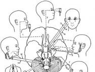 Kézikönyv: A központi idegrendszer anatómiája