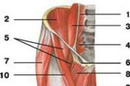 A felső gemellus izom anatómiája