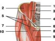 آناتومی عضله ژملوس فوقانی