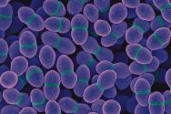 Mi az enterococcus fertőzés?