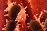 Bifidobacteria مفيدة وحمض اللبنيك lactobacilli للأمعاء