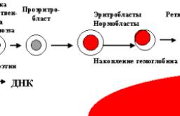 ارتفاع خلايا الدم الحمراء في الدم