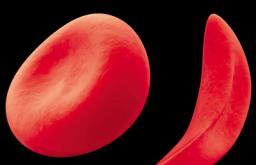خلايا الدم ووظائفها