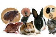 طرق وعوامل انتشار الأمراض المعدية للبشر والحيوانات
