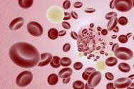 سلولهای قرمز خون در انسان تشکیل شده اند
